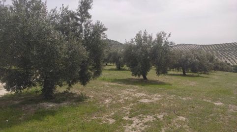 OLIVAR 1 PIE RIEGO 100 FANEGAS