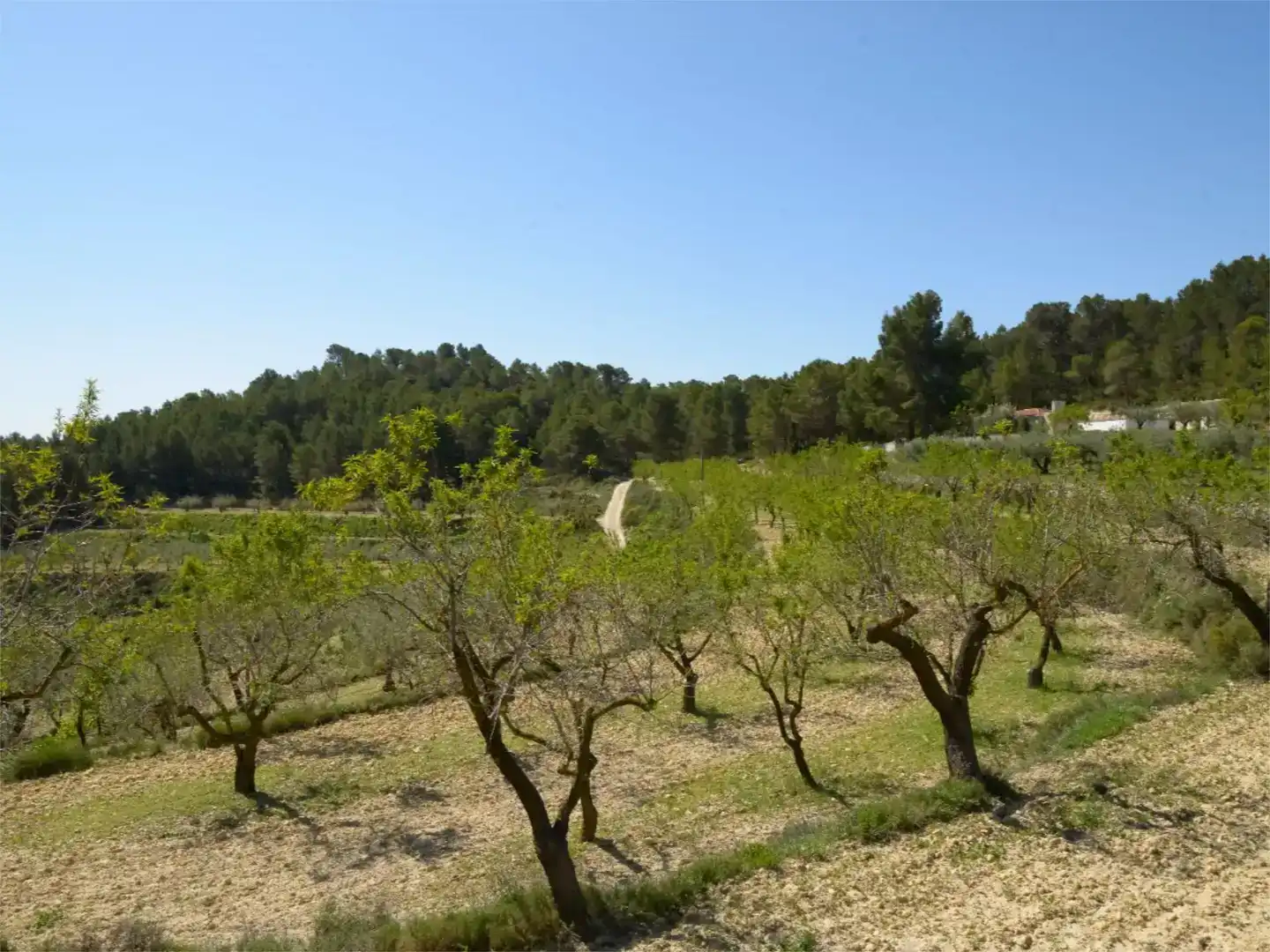 Casa o chalet en venta en Ibi con Piscina