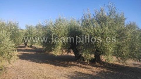 FINCA DE OLIVAR DE 25 FANEGAS EN CABRA, immagine 5