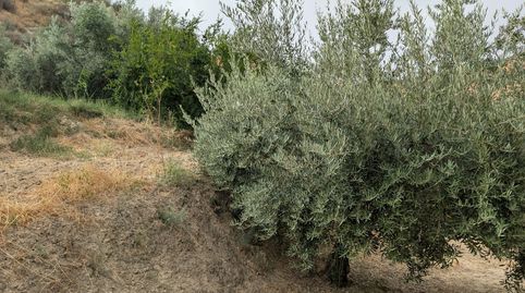 HUERTA DE OLIVOS EN EL MOLINO EL MORO CON AGUA DEL CASH