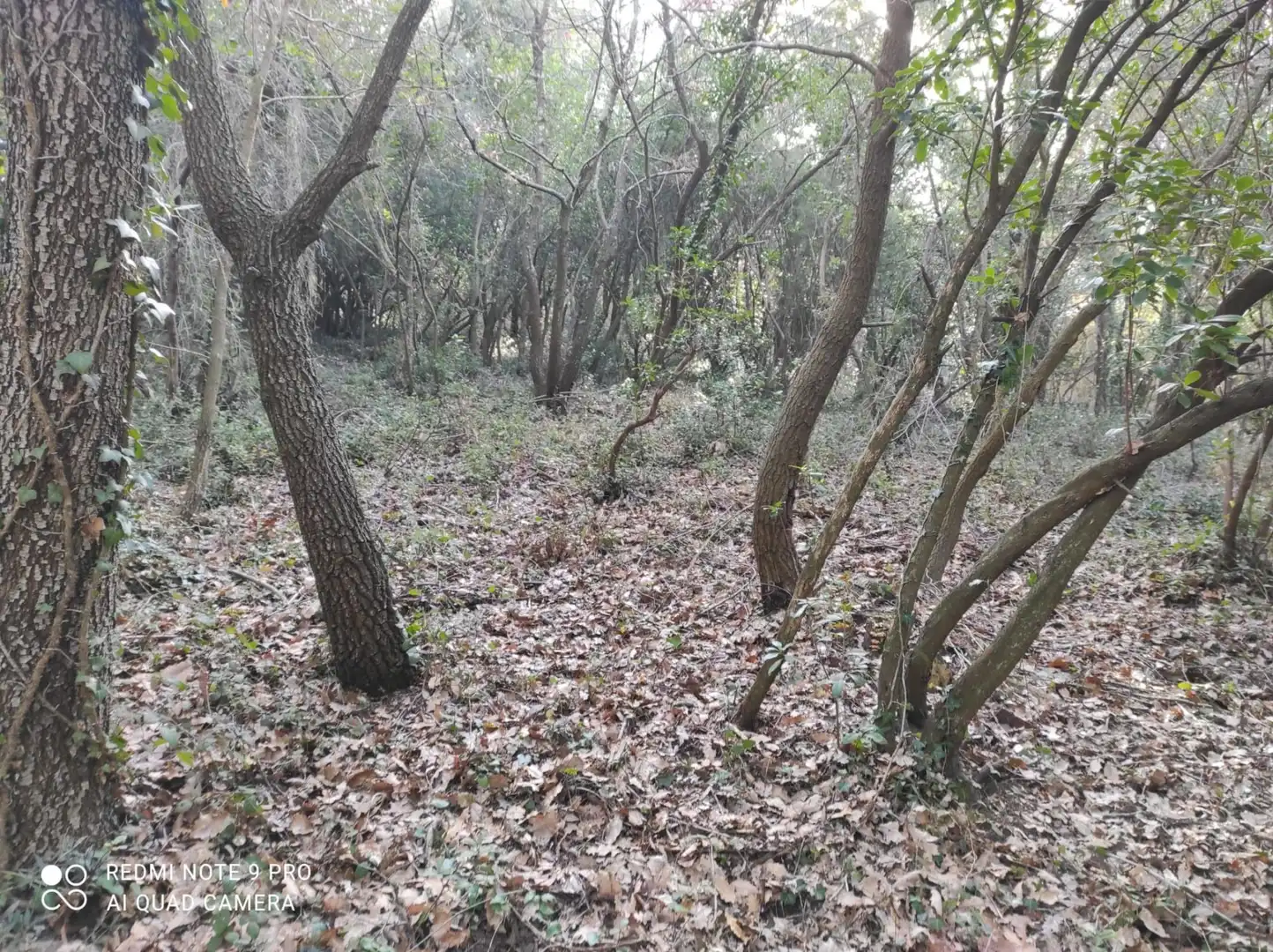 Terrenos y solares en venta en Vallgorguina, imagen 5