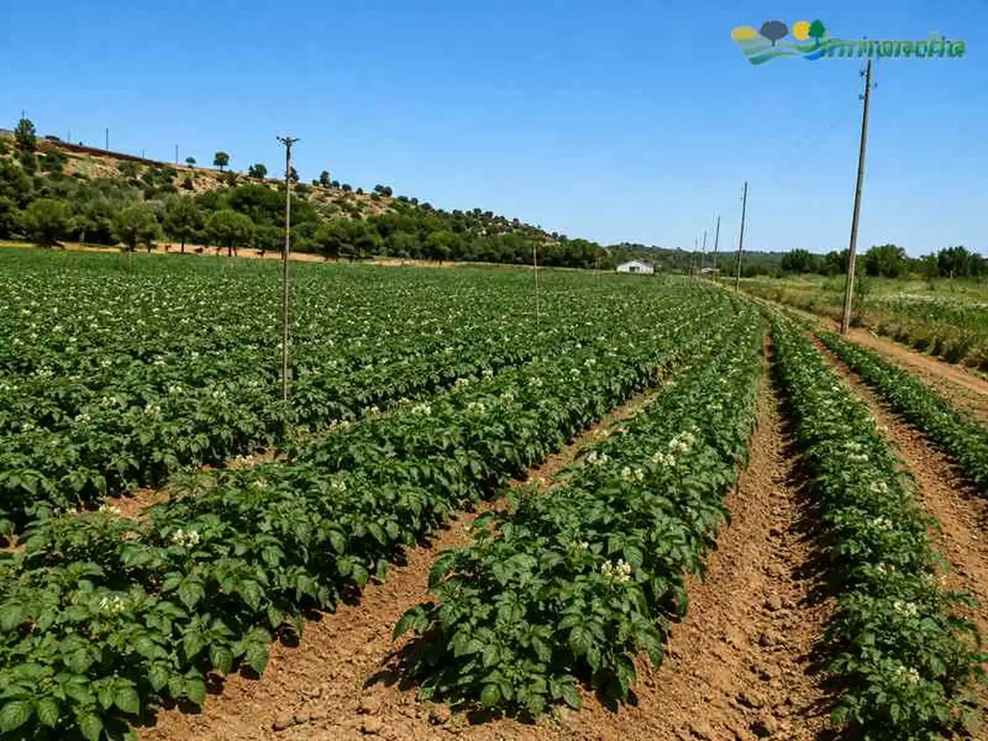Rural land for sale in La Roda, imagen 3