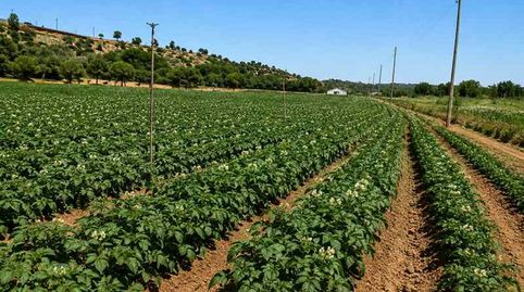 finca en venta 200 has. labor regadío Almendros monte en la Roda (Albacete), immagine 3