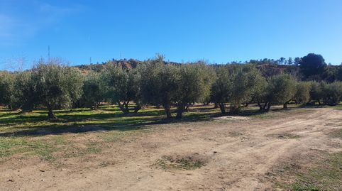 ¡¡ESPECTACULAR FINCA PARA RECREO Y/ AGRICOLA, immagine 4
