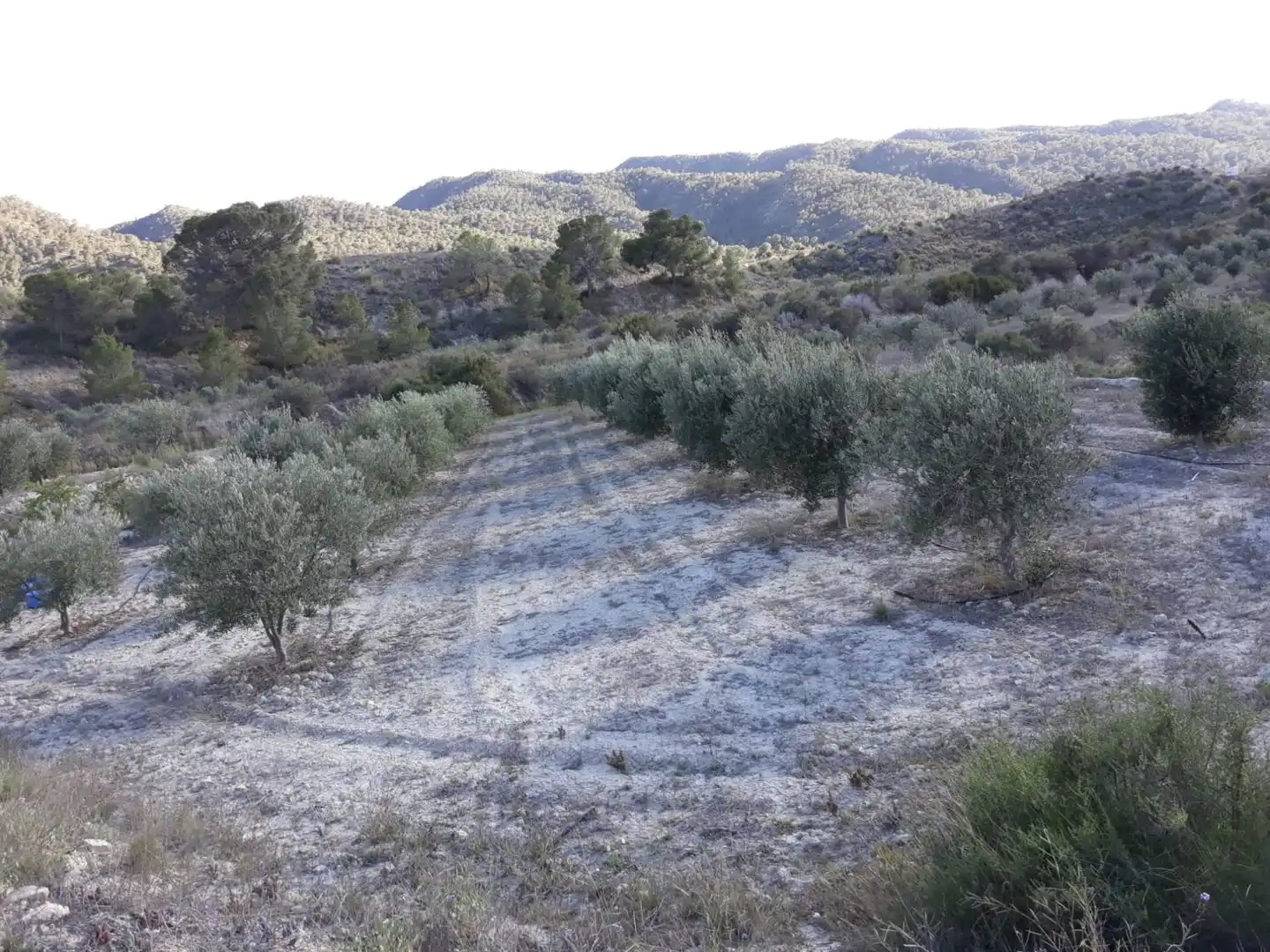 Country homes for sale in Abanilla