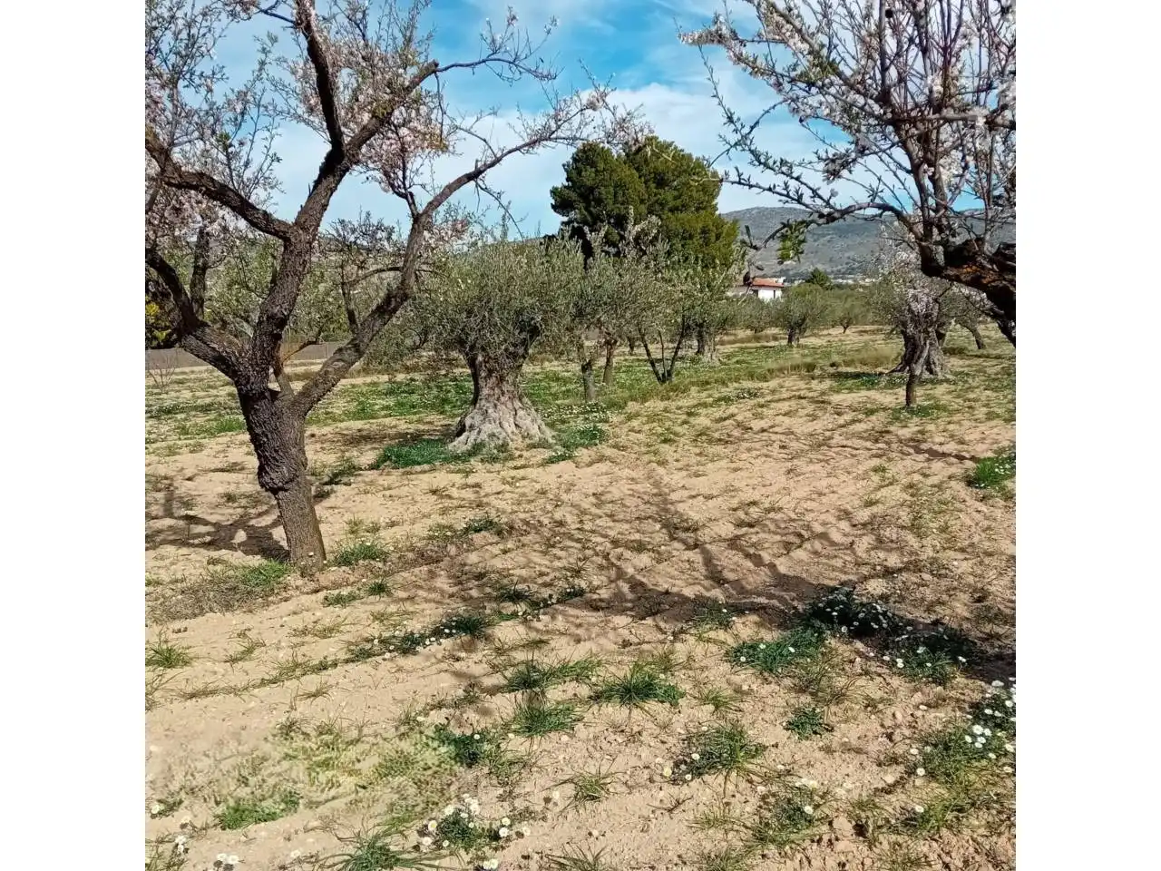 Terreno rústico en venta en Poligono ELS PLANS, imagen 7