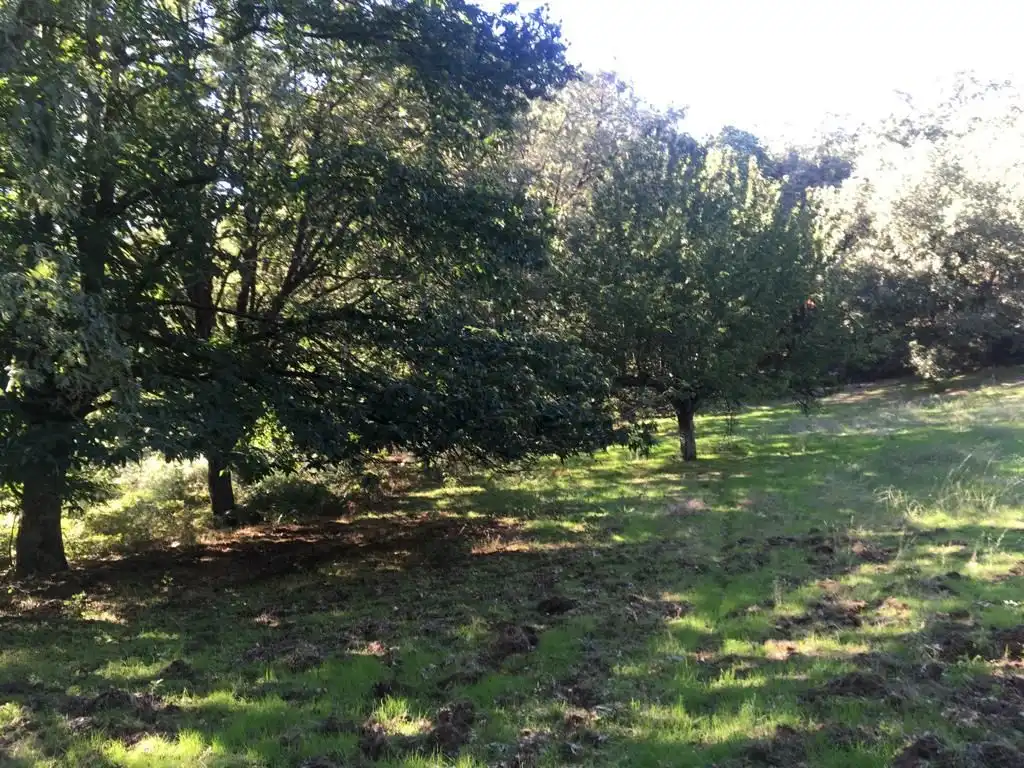 Terreni e lotti in vendita a Jarandilla de la Vera