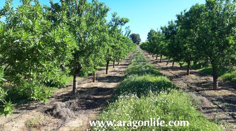 Foto 2 de Finca rústica en venda a Calle Monjas, Caspe, Zaragoza