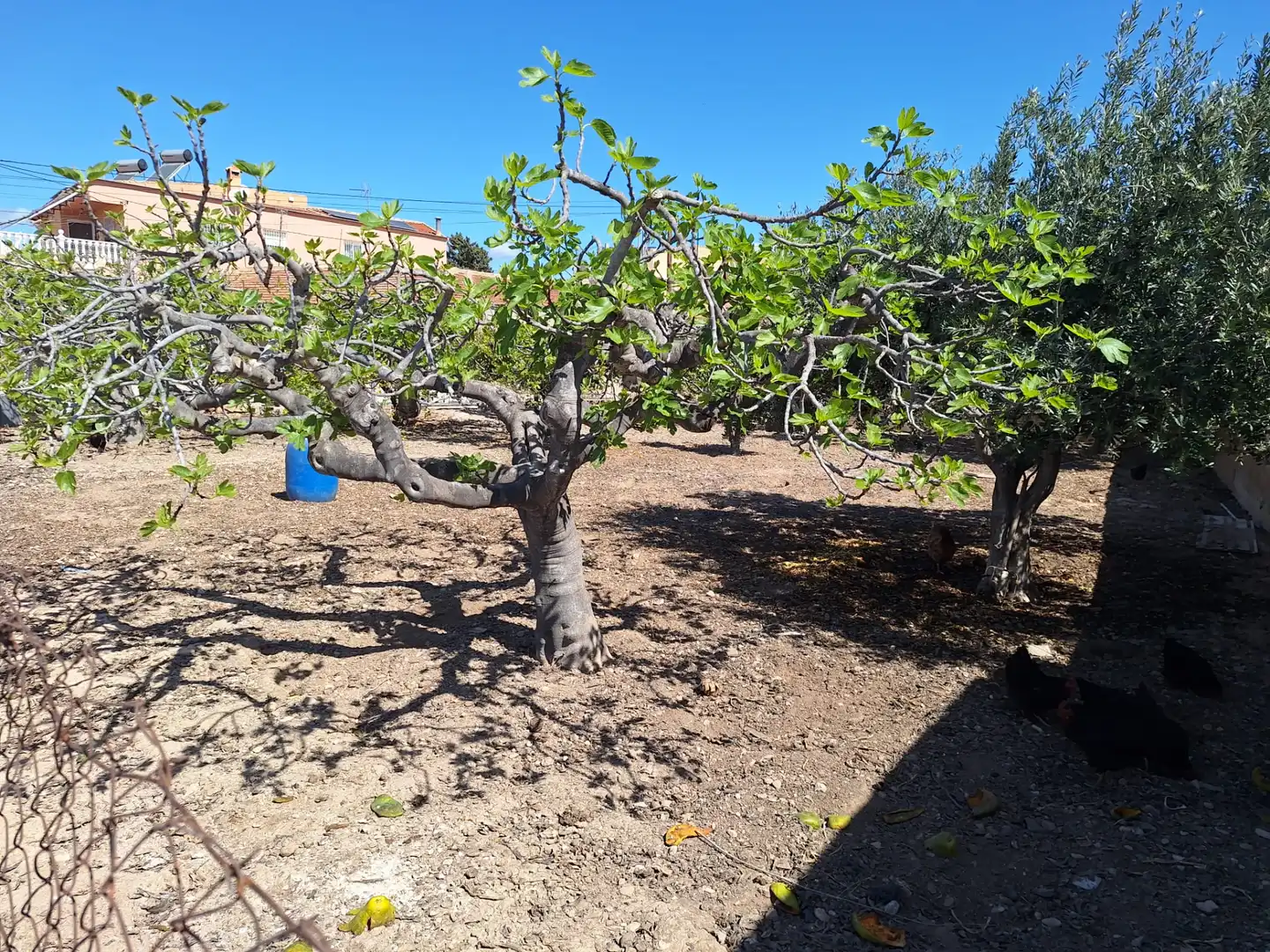 Jardí de Casa o xalet en venda en Alicante / Alacant amb Jardí privat, Terrassa i Traster