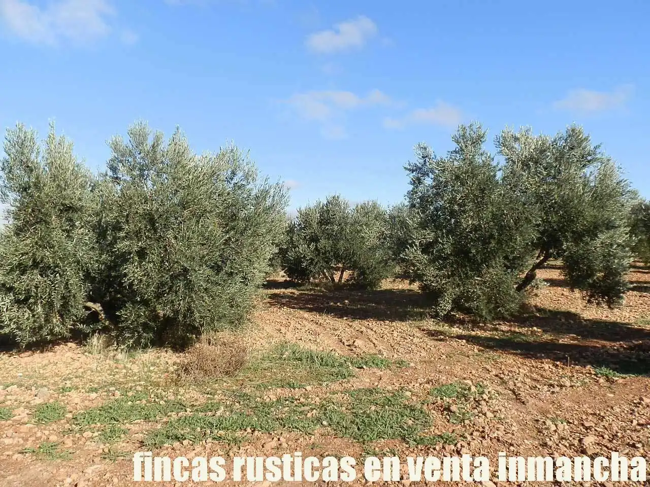 Terreno rústico en venta en Tomelloso, imagen 14