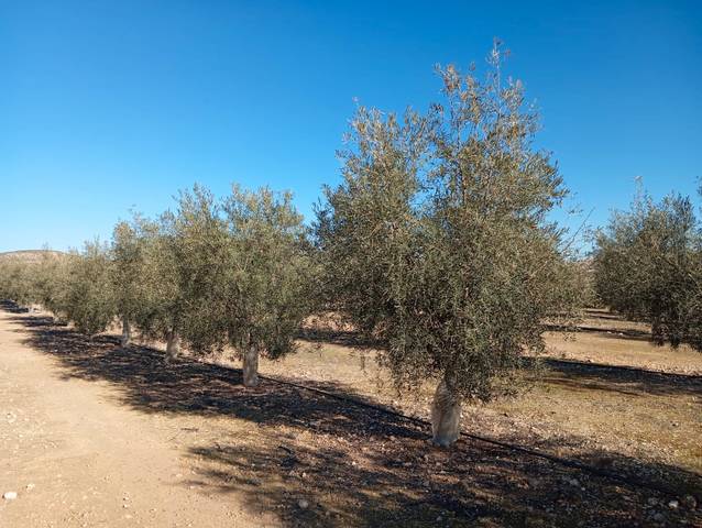Terreno en Venta en Ventas de Huelma