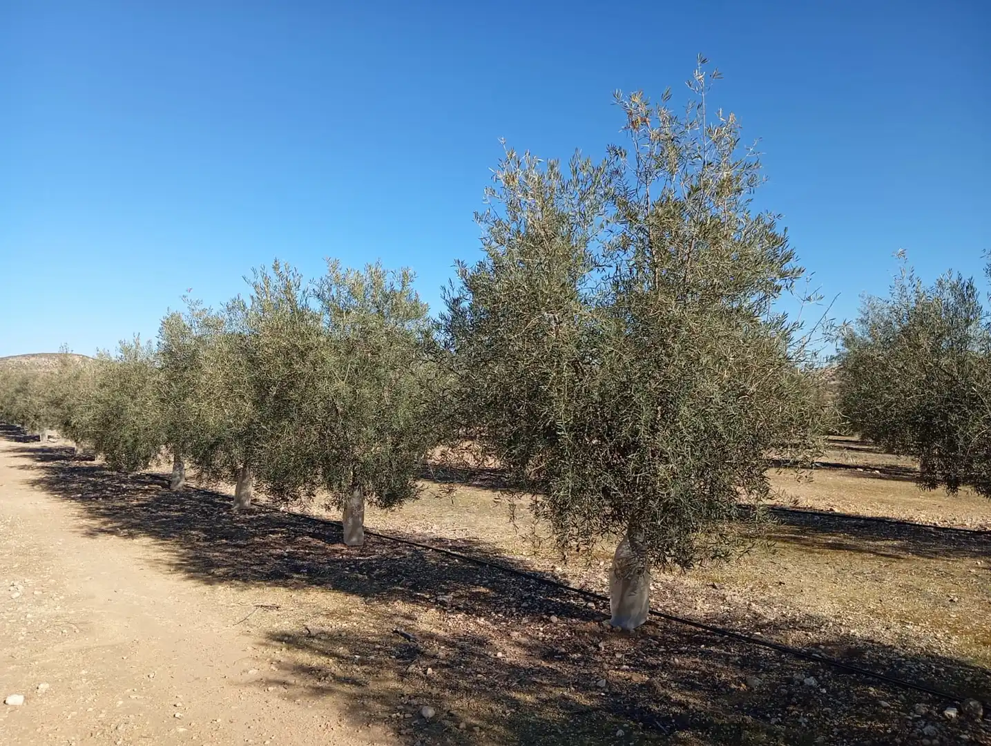 Terreno rústico en venta en Ventas de Huelma, imagen 2