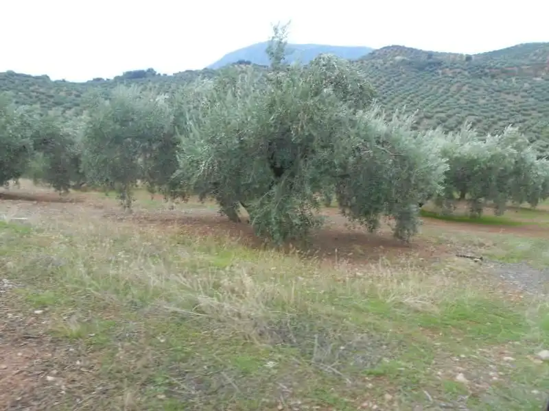 Terreni e lotti in vendita a Martos