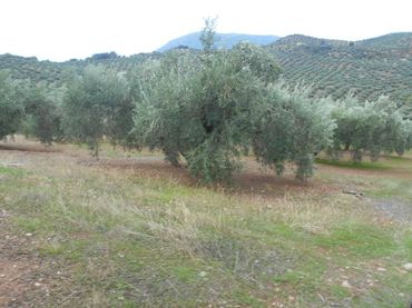 Wohnbaugrundstück zum Verkauf in Martos