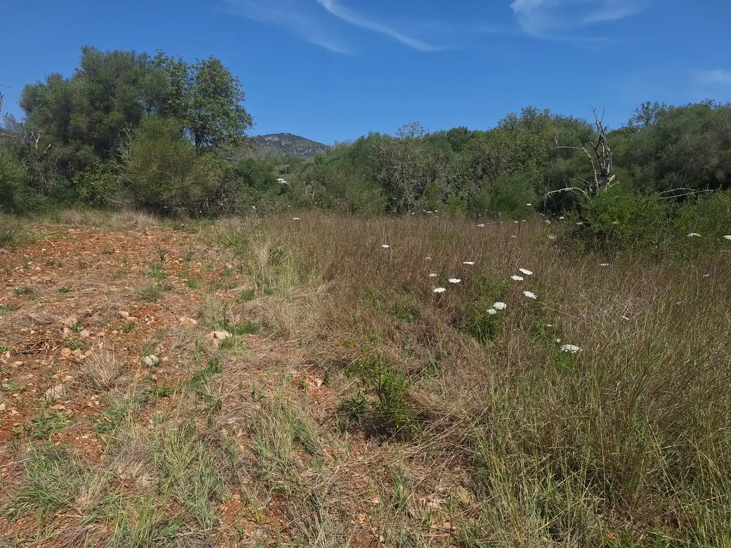 Rural land for sale in Sant Llorenç des Cardassar, imagen 5