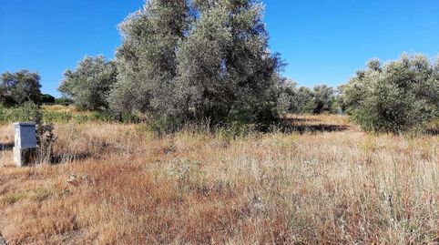 TERRENO DE 3.000 M2 PARA USO COMERCIAL EN INMEJORABLE ZONA DE ESCALONA, immagine 3