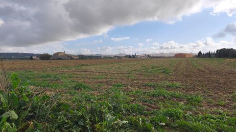 Finca de cultivo, immagine 2