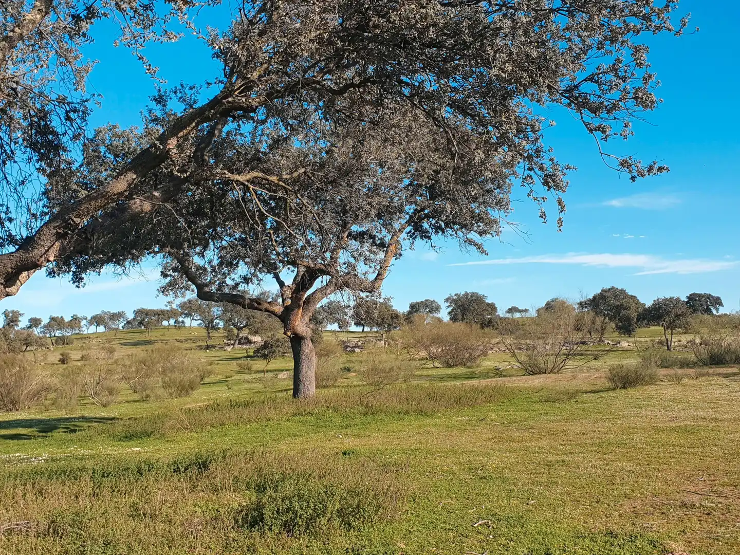 Terreni e lotti in vendita a Quintana de la Serena, imagen 2