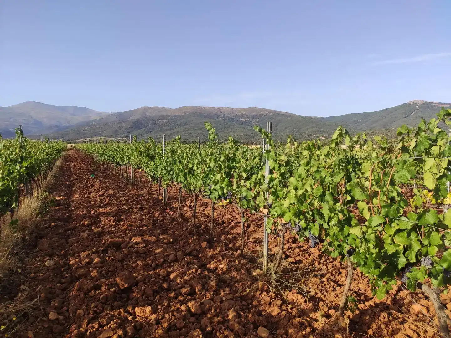 Terreno en venta en Cortes y Graena