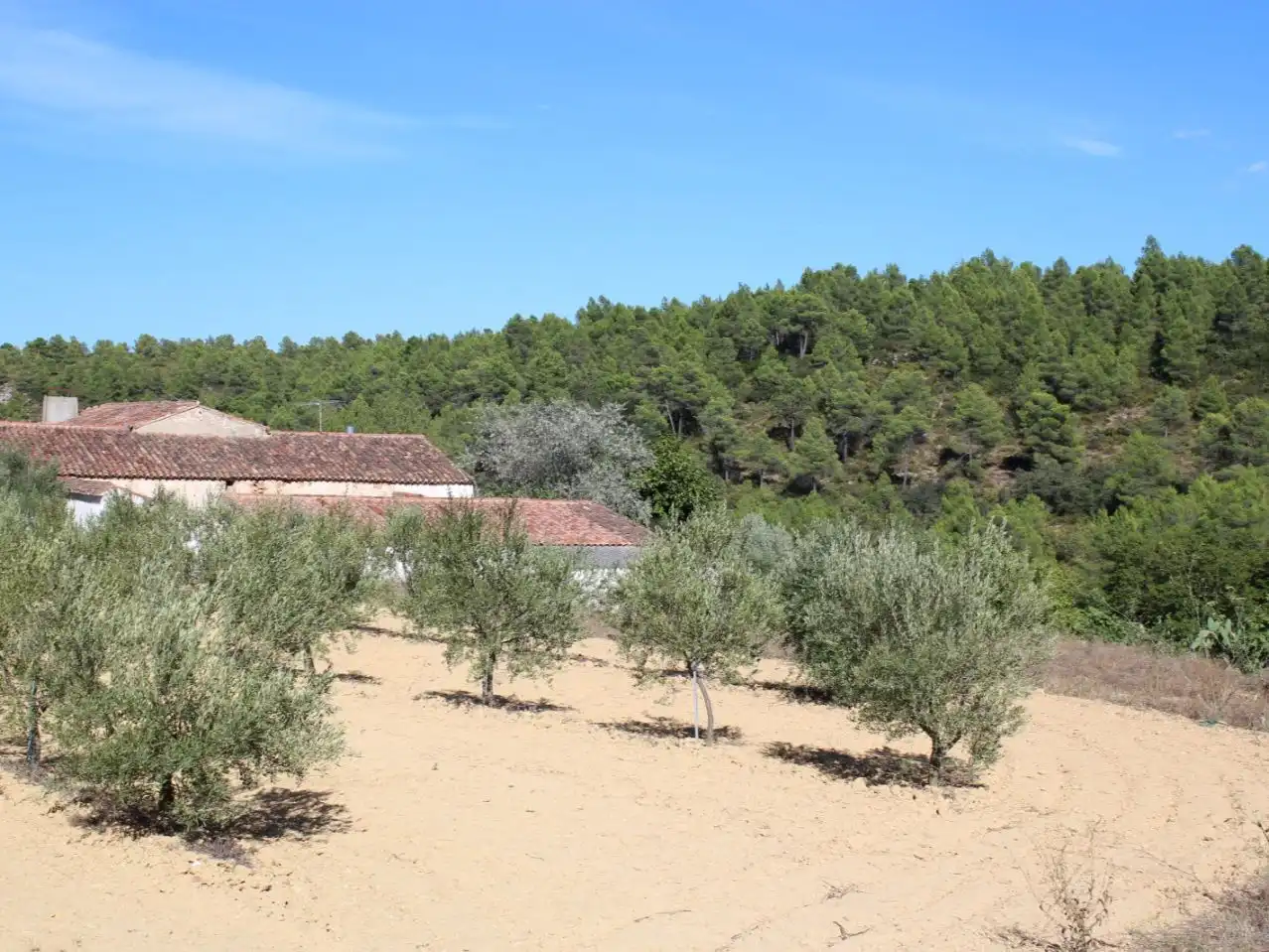 Garden of Country homes for sale in Enguera
