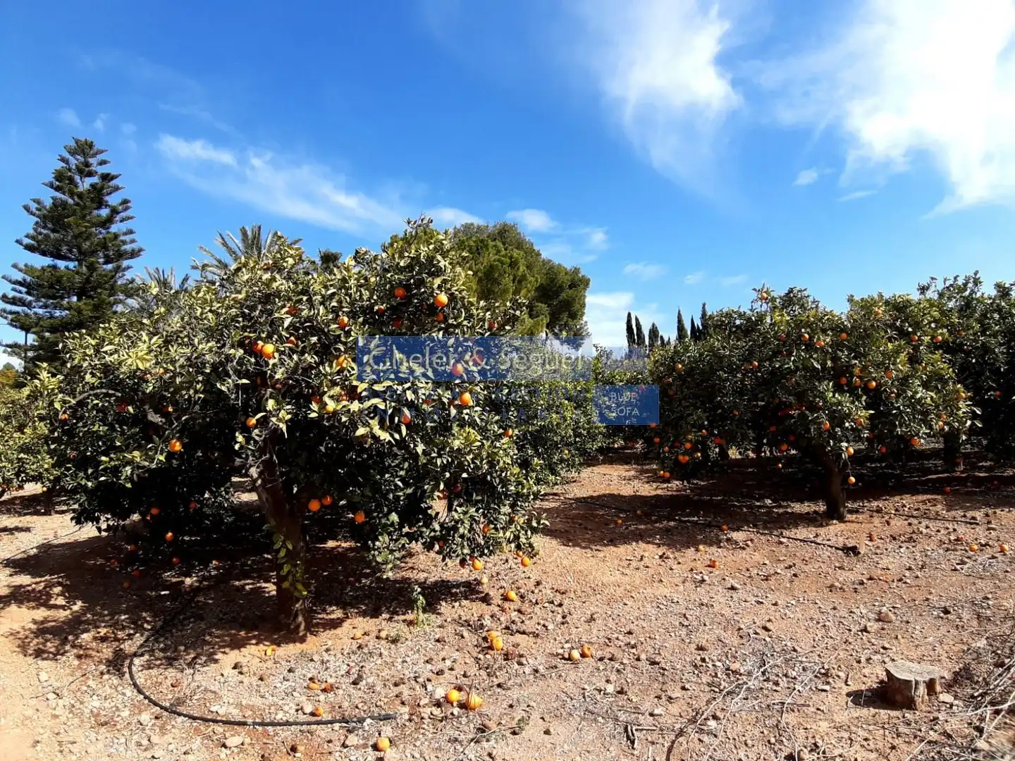 Jardín de Casa o chalet en venta en Albalat dels Tarongers con Terraza
