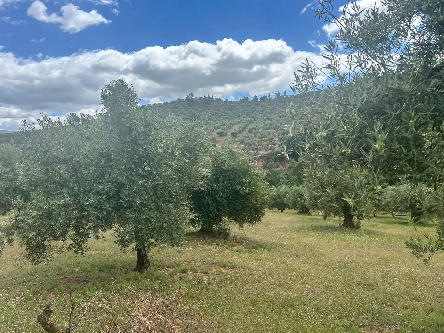 Terreno rustico in vendita a Calicasas, imagen 13