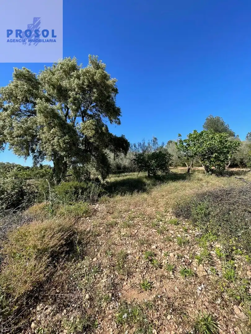 Finca rústica en venta en Vilafamés
