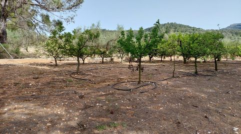 Foto 3 de Finca rústica en venda a Freginals, Tarragona
