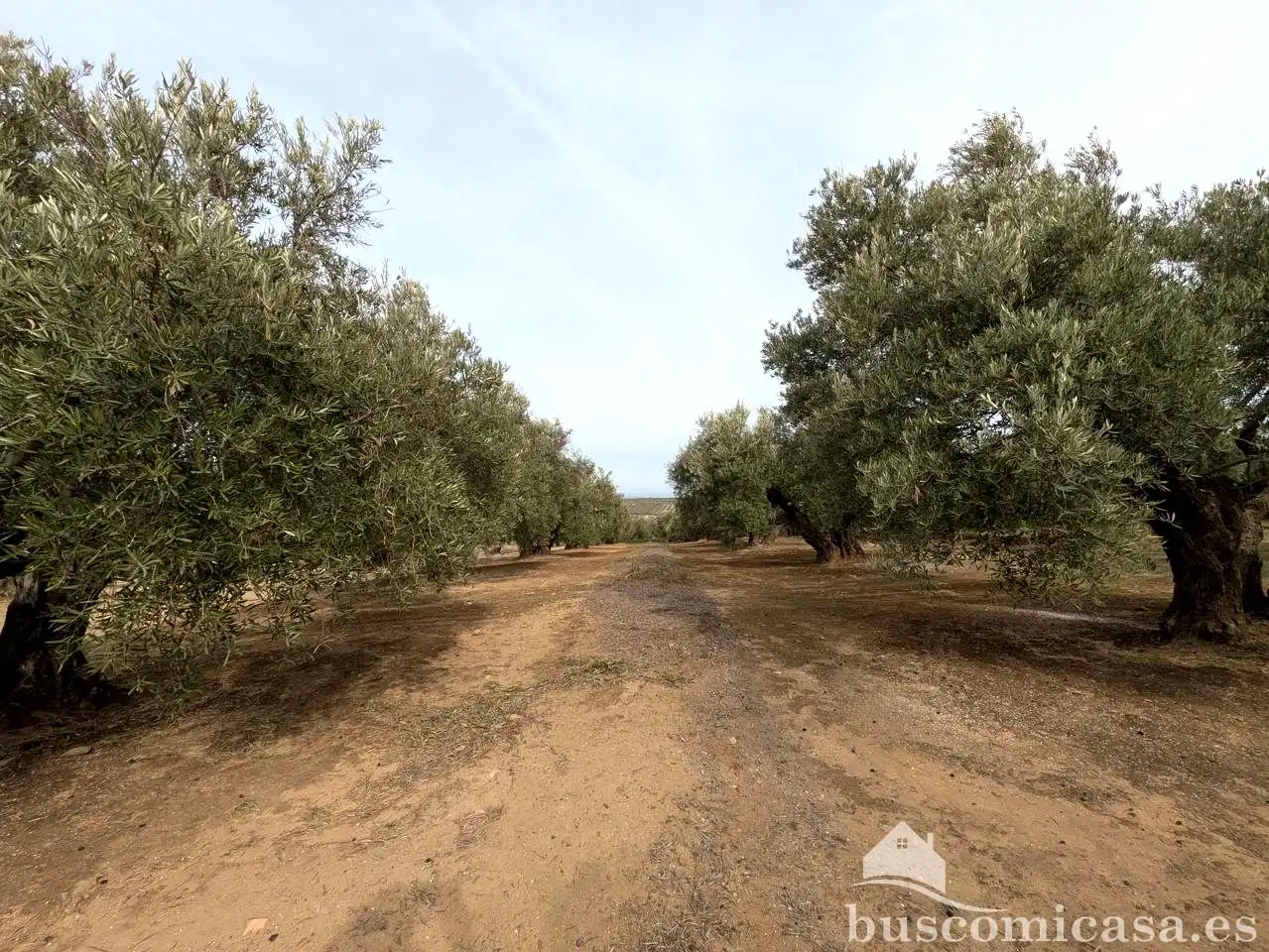 Finca rústica en venda en Baeza amb Jardí privat, Terrassa i Traster