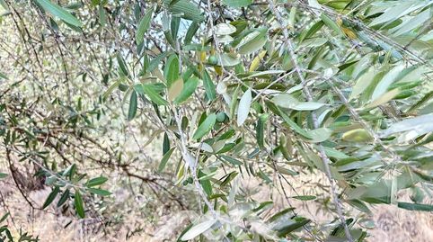 Se vende Finca agrícola, Arenas, Málaga, Andalucía