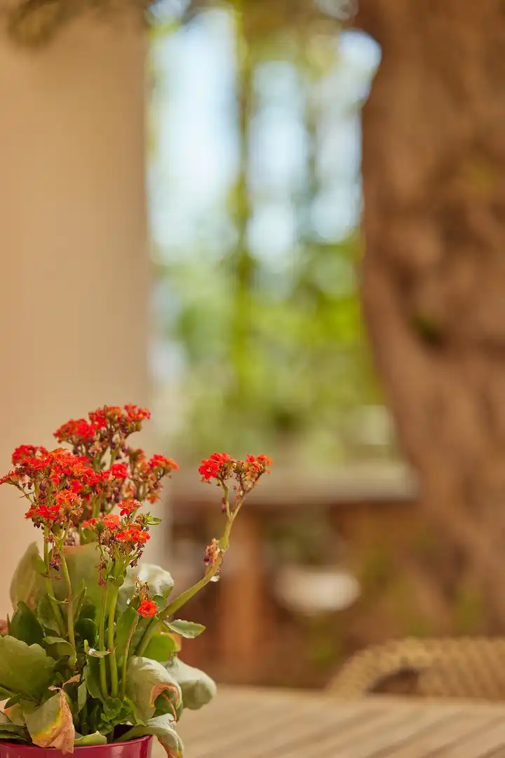 Jardí de Apartament en venda en L'Alfàs del Pi