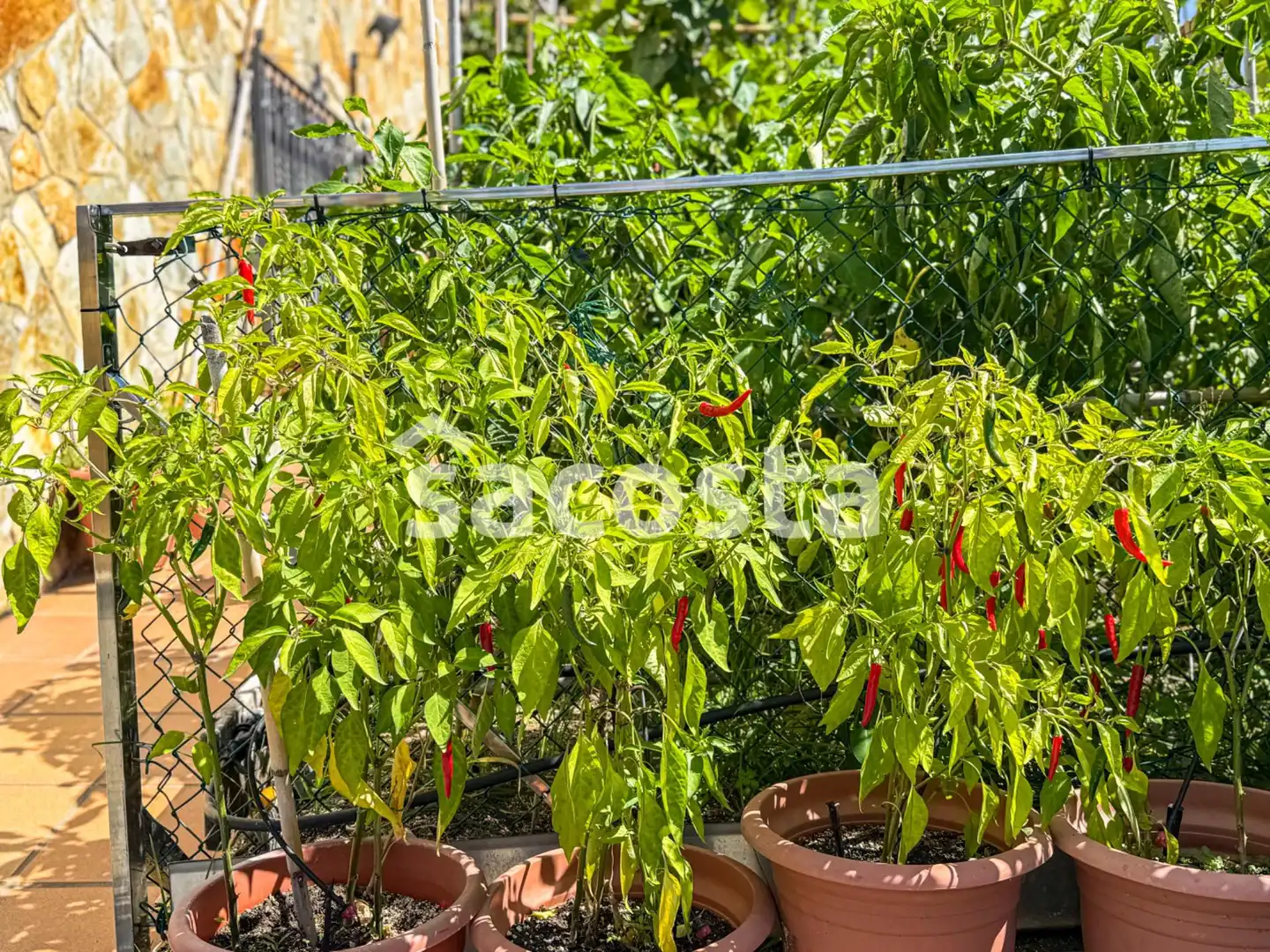 Jardí de Casa o xalet en venda en Blanes amb Aire condicionat, Jardí privat i Terrassa