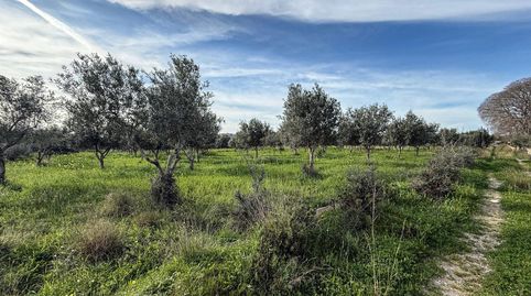FINCA RUSTICA EN SELVA, immagine 3