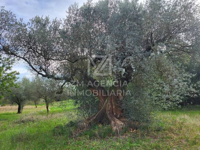 Terreno en Venta en Cabanes en Traiguera