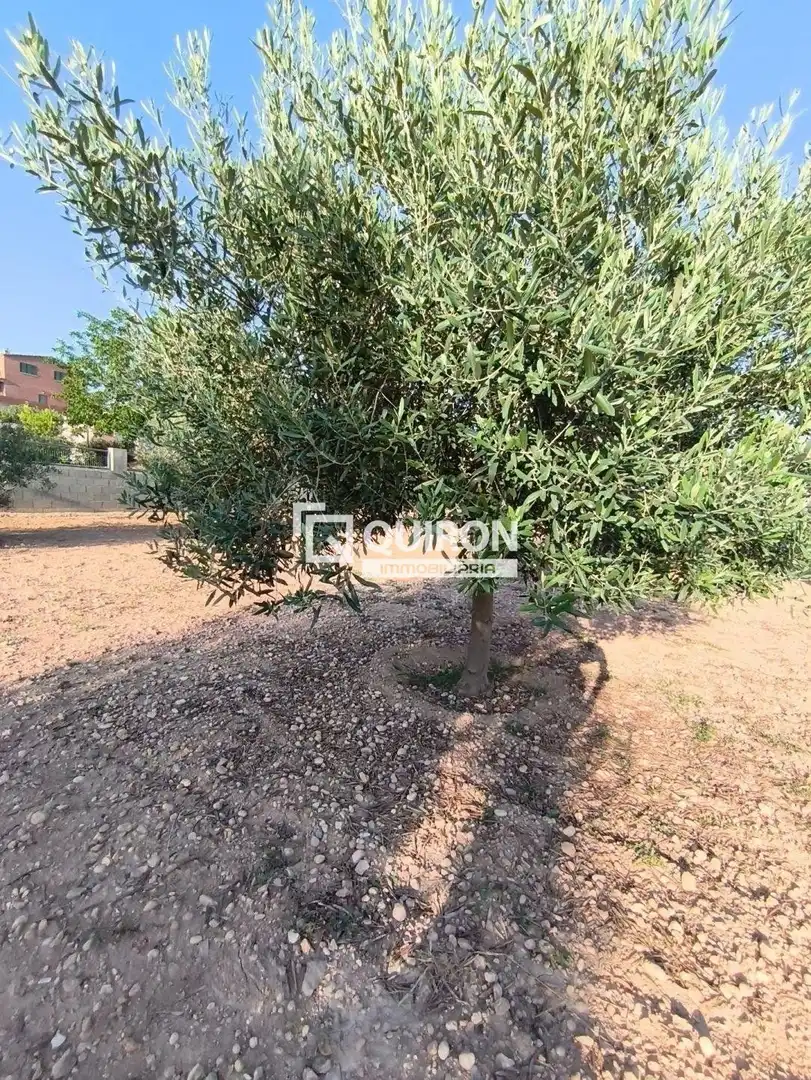 Land for sale in Montferri