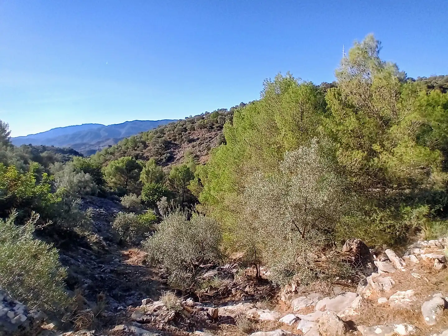 Rural land for sale in Yunquera, imagen 11