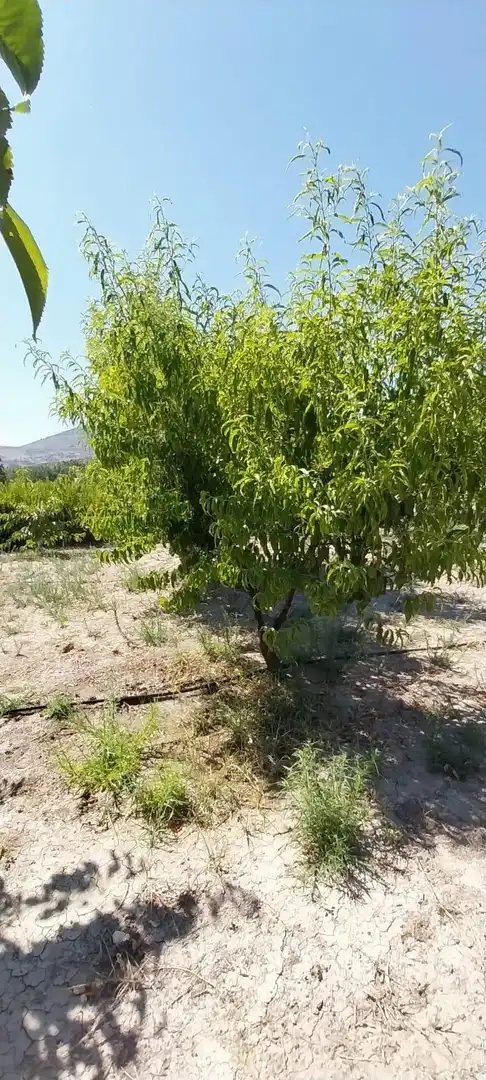 Country homes for sale in DISEMINADO, Castillo de Locubín