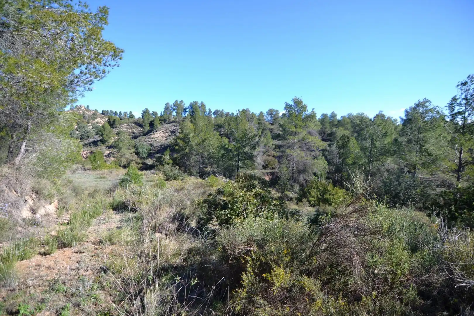 Rural land for sale in Ascó, imagen 6