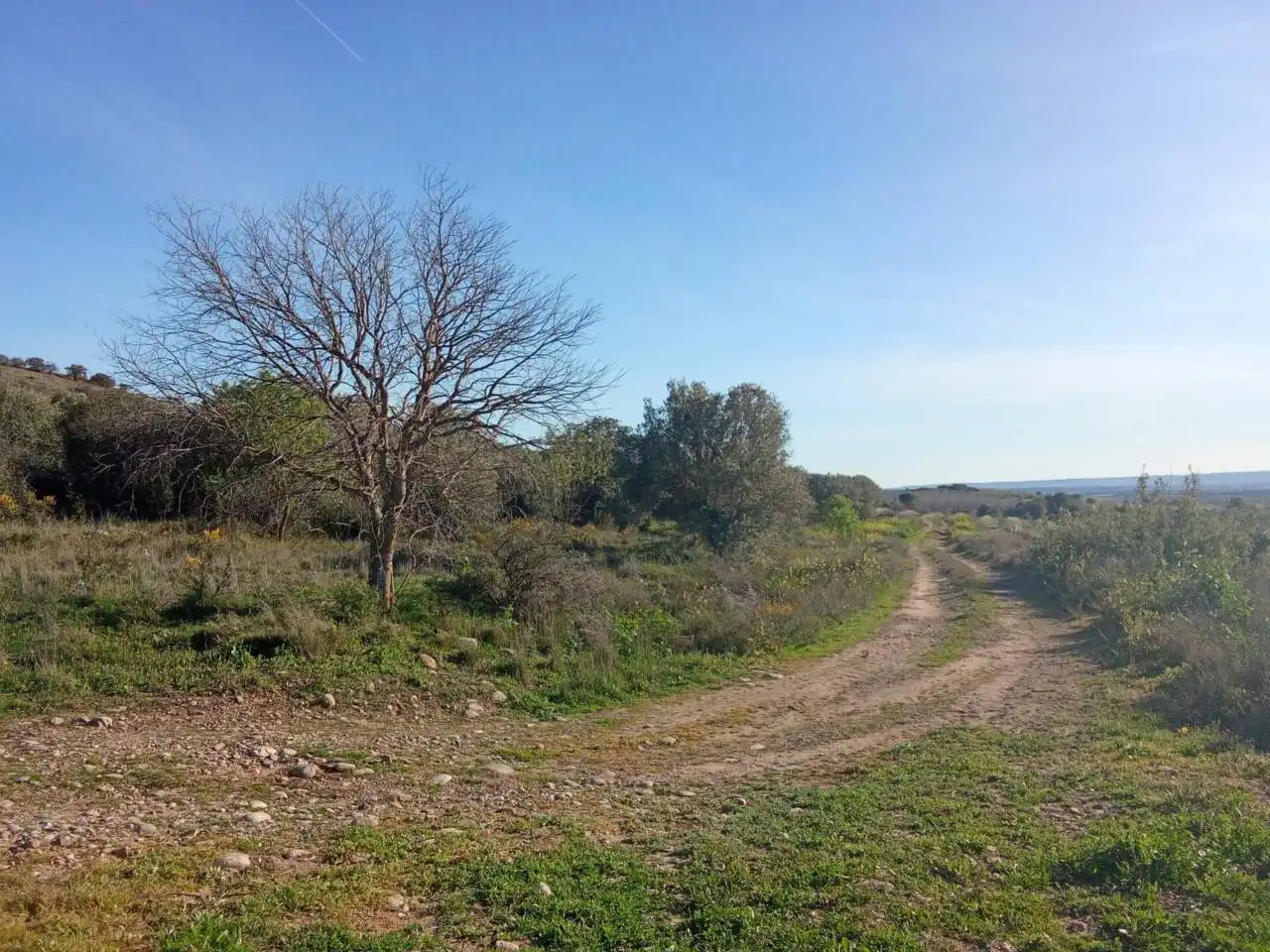 Terreno en venta en Alfántega