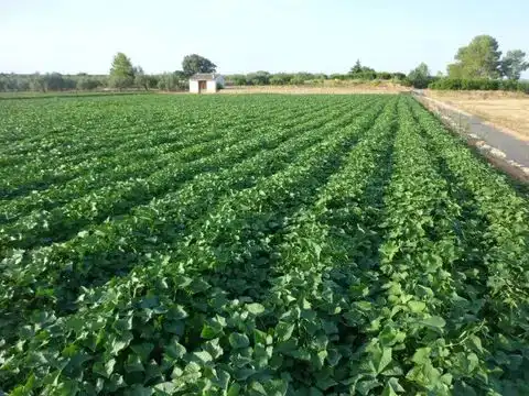 Grundstücke zum Verkauf in Enguera, Valencia