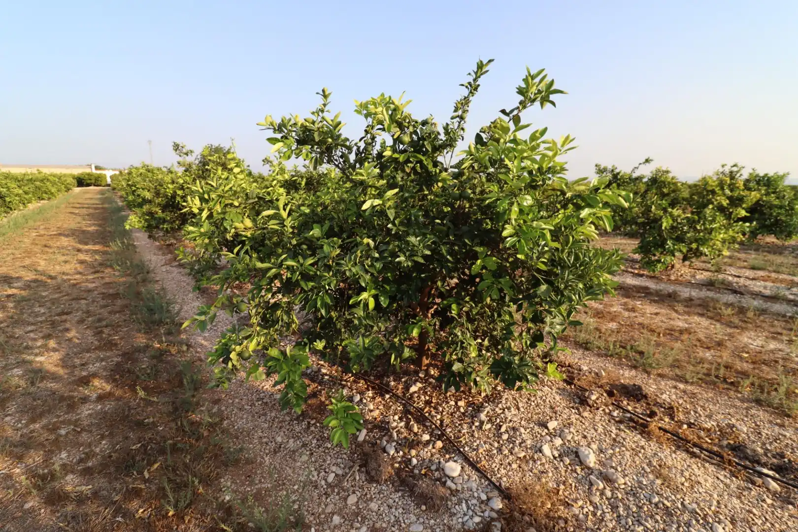 Terreny en venda en Vinaròs