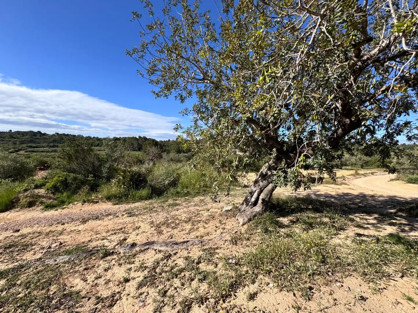 Land for sale in Polígono 26 Parcela 21 CASA BLANCA-BARBETA. TORRE, 26, Poligono Mas del Jutge