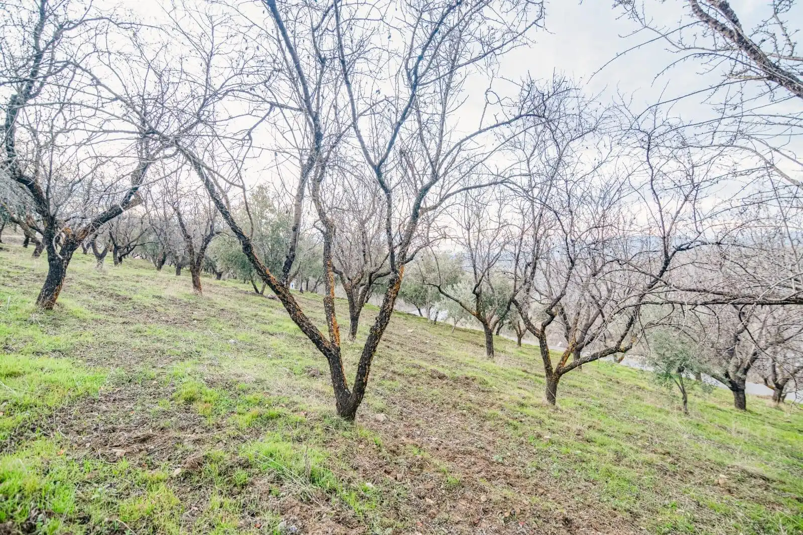 Lands and plots for sale in Autovia Pinos Genil, imagen 16