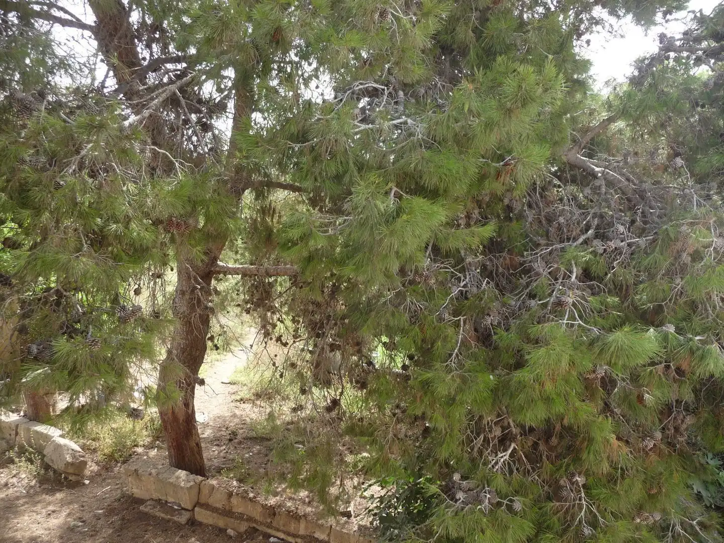 Finca rústica en venda a Son Ferriol