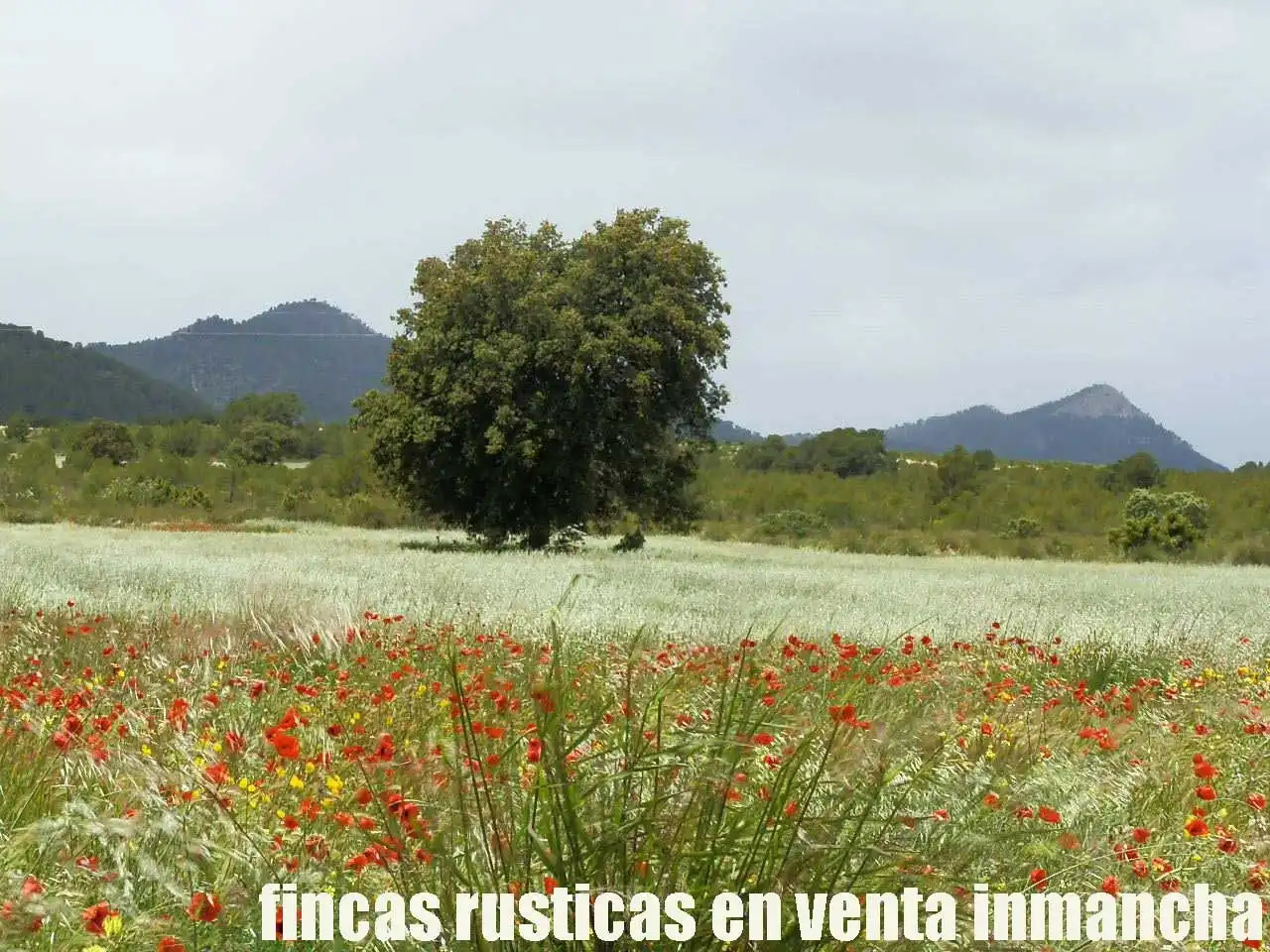 Terreni e lotti in vendita a Elche de la Sierra, imagen 19