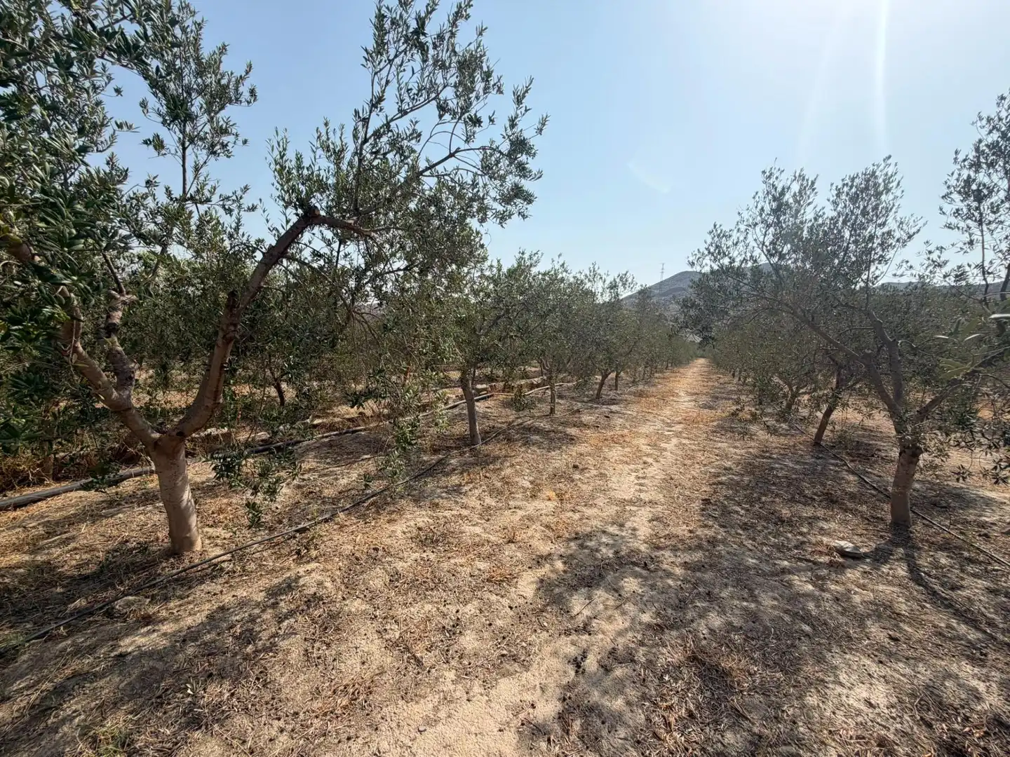 Terreno rustico in vendita a Santa Fe de Mondújar, imagen 18