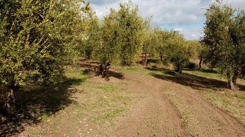 Foto 4 de Terreny en venda a Montefrange y Molinilla- Poligono 5, Arahal, Sevilla