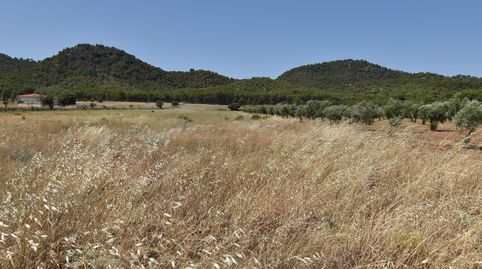 Finca de 27.715 metros a escasos metros del Cajiz de San Gregorio, immagine 2