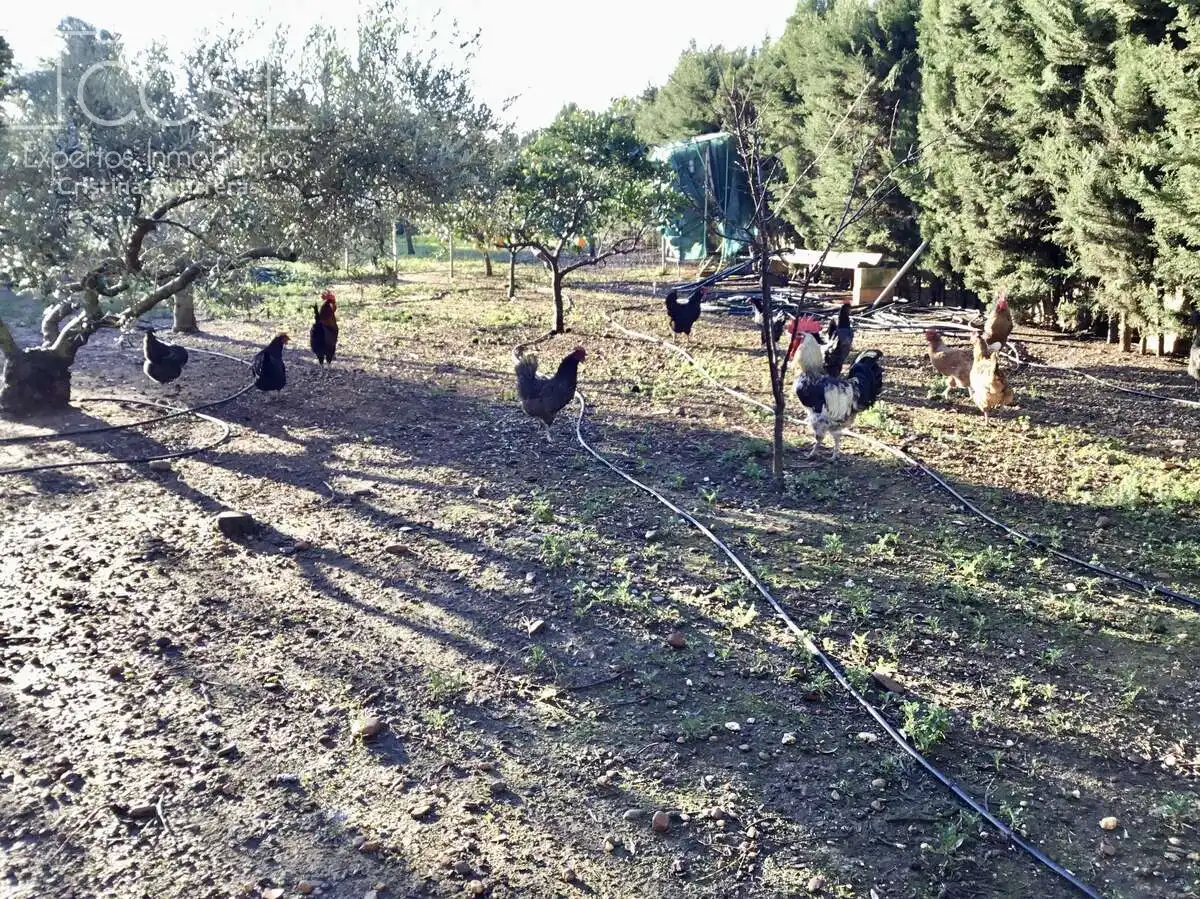 Jardí de Casa o xalet en venda en Sevilla amb Aire condicionat, Traster i Piscina