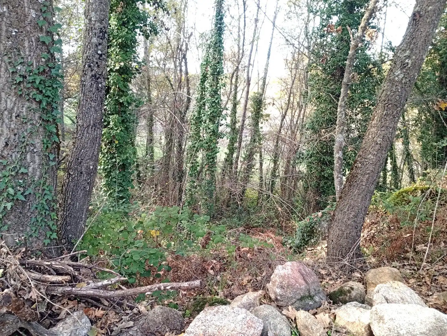 Terreni e lotti in vendita a Viandar de la Vera, imagen 2